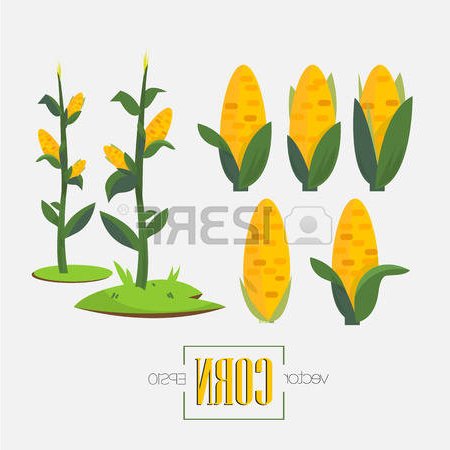 450x450 Cornfield Clipart 3188479