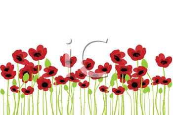 350x233 Field Of Poppies In Watercolor