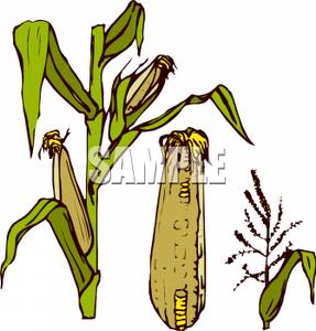 287x300 Royalty Free Clipart Image Corn On The Stalk