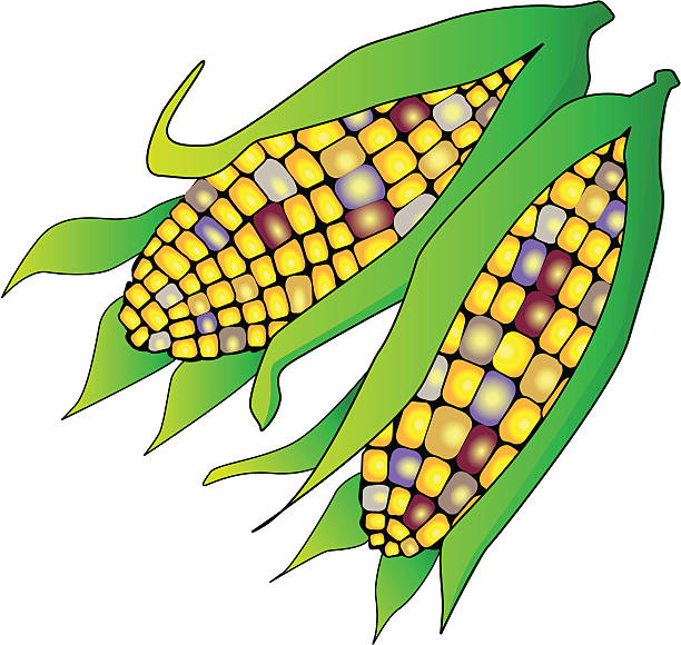 612x580 Corn Clip Art Free Clipart Images 4