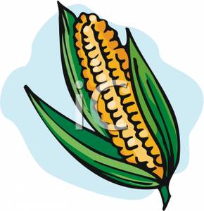 290x300 An Ear Of Corn Clipart Image