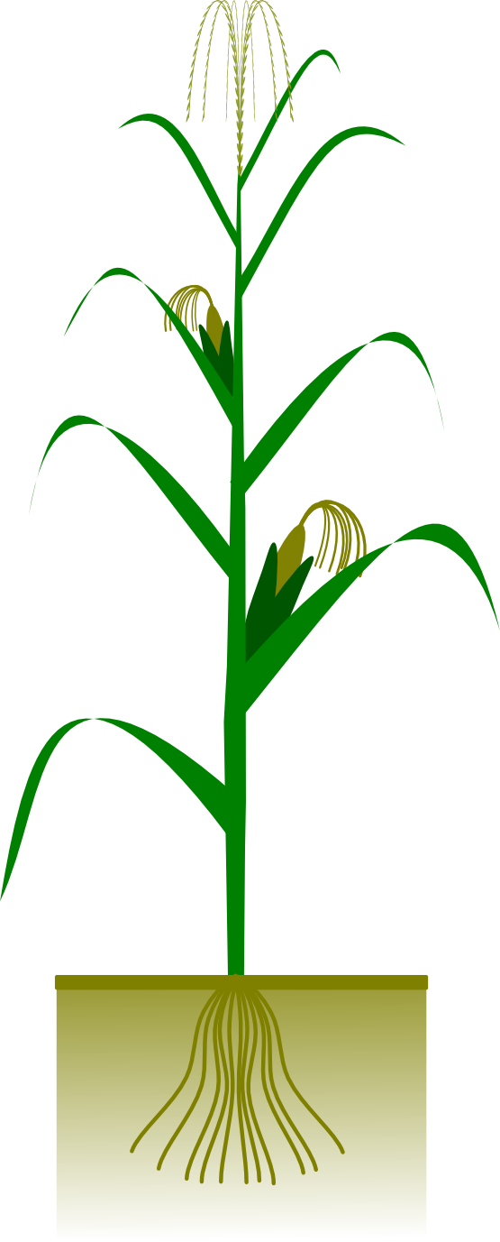 555x1377 Corn On The Cob Clipart