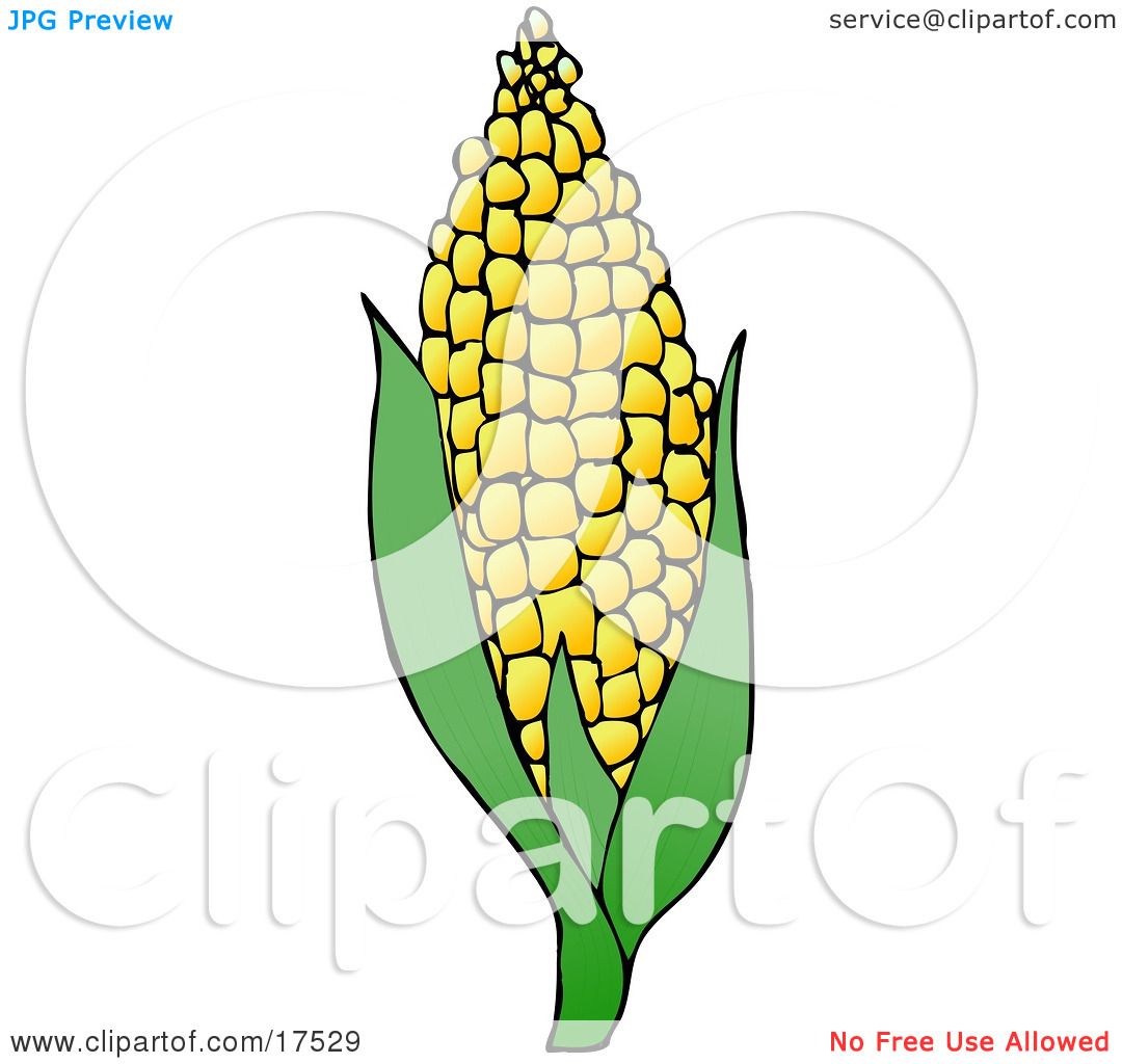 1080x1024 Royalty Free Clipart Of Sweet Yellow Corn On The Cob By Djart