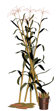 184x365 Cornstalk Clip Art