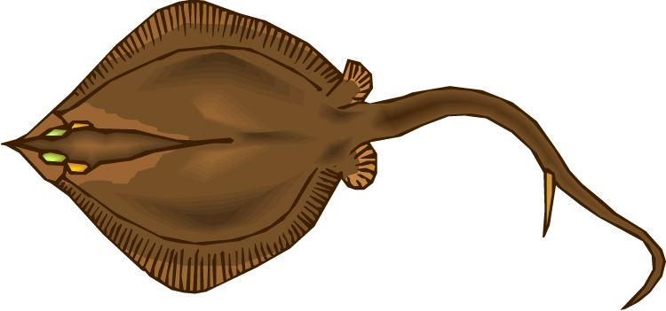 750x351 Stingray Clipart Angry