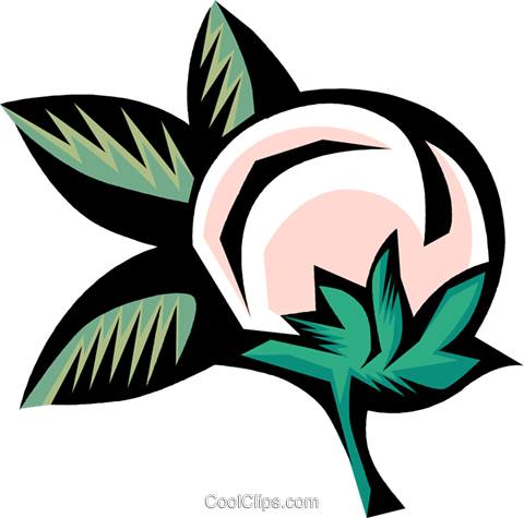 480x475 Cotton Plant Royalty Free Vector Clip Art Illustration Vc001602