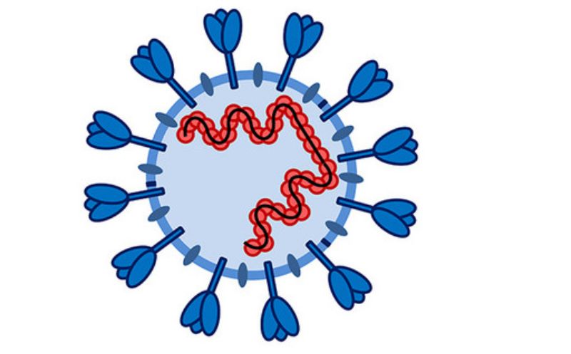 800x497 Covid 19 Coronavirus clipart