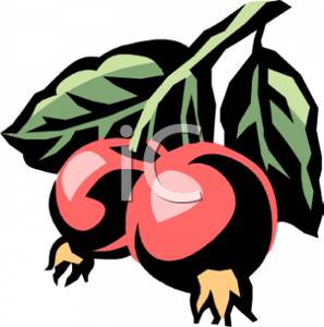 297x300 Crab Apple Clipart