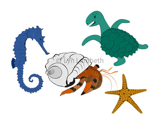 570x428 Hermit Crab Clipart, Commercial Use, Under The Sea, Starfish Clip