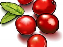 220x165 Cranberry Clipart Free Cranberry Summer Frame Royalty Free Vector