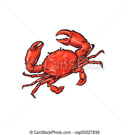 450x470 Vector Sketch Cartoon Sea Crayfish Crab Isolated. Vector