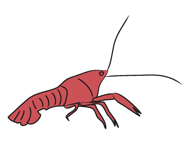 640x480 Crayfish Clip Art Animals Illustration Free Material