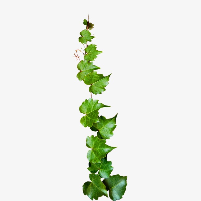 650x650 Creeper, Leaf, Green, Rattan Png Image And Clipart For Free Download