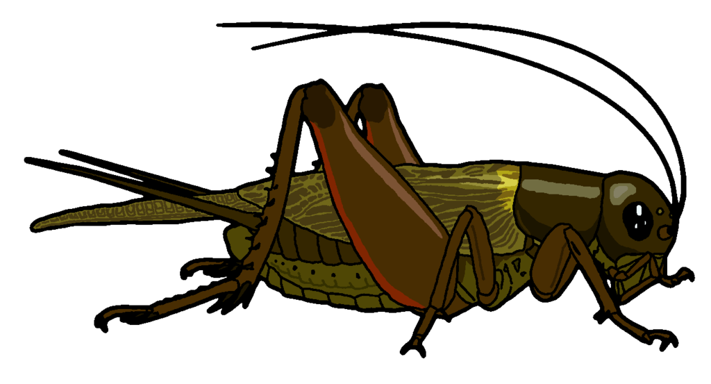1024x553 Field Cricket Clipart By Misterbug