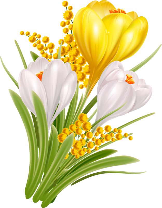 Crocus Drawing at GetDrawings | Free download