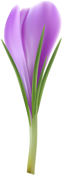 222x600 Crocus Clip Art Png Imageu200b Gallery Yopriceville