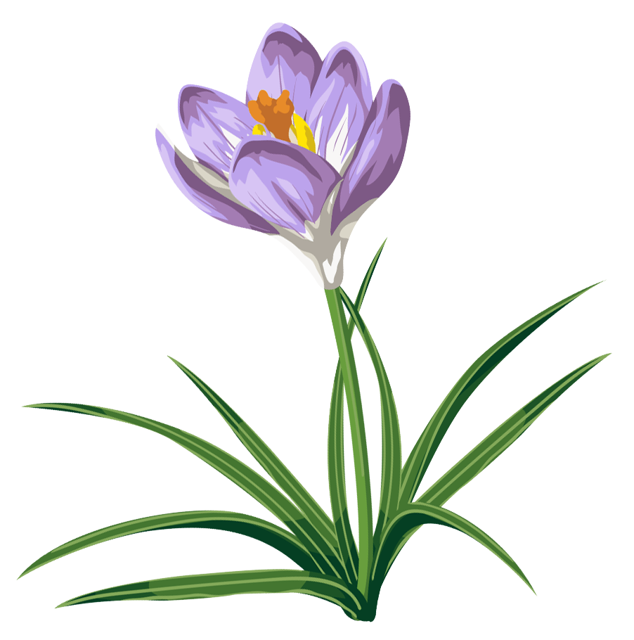 902x910 Crocus Png Clipart Pictureu200b Gallery Yopriceville
