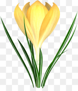 260x300 Flower Crocus Flavus Clip Art