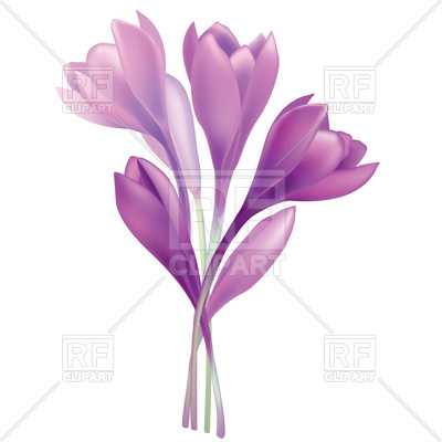 400x400 Flower Crocus Bouquet Royalty Free Vector Clip Art Image