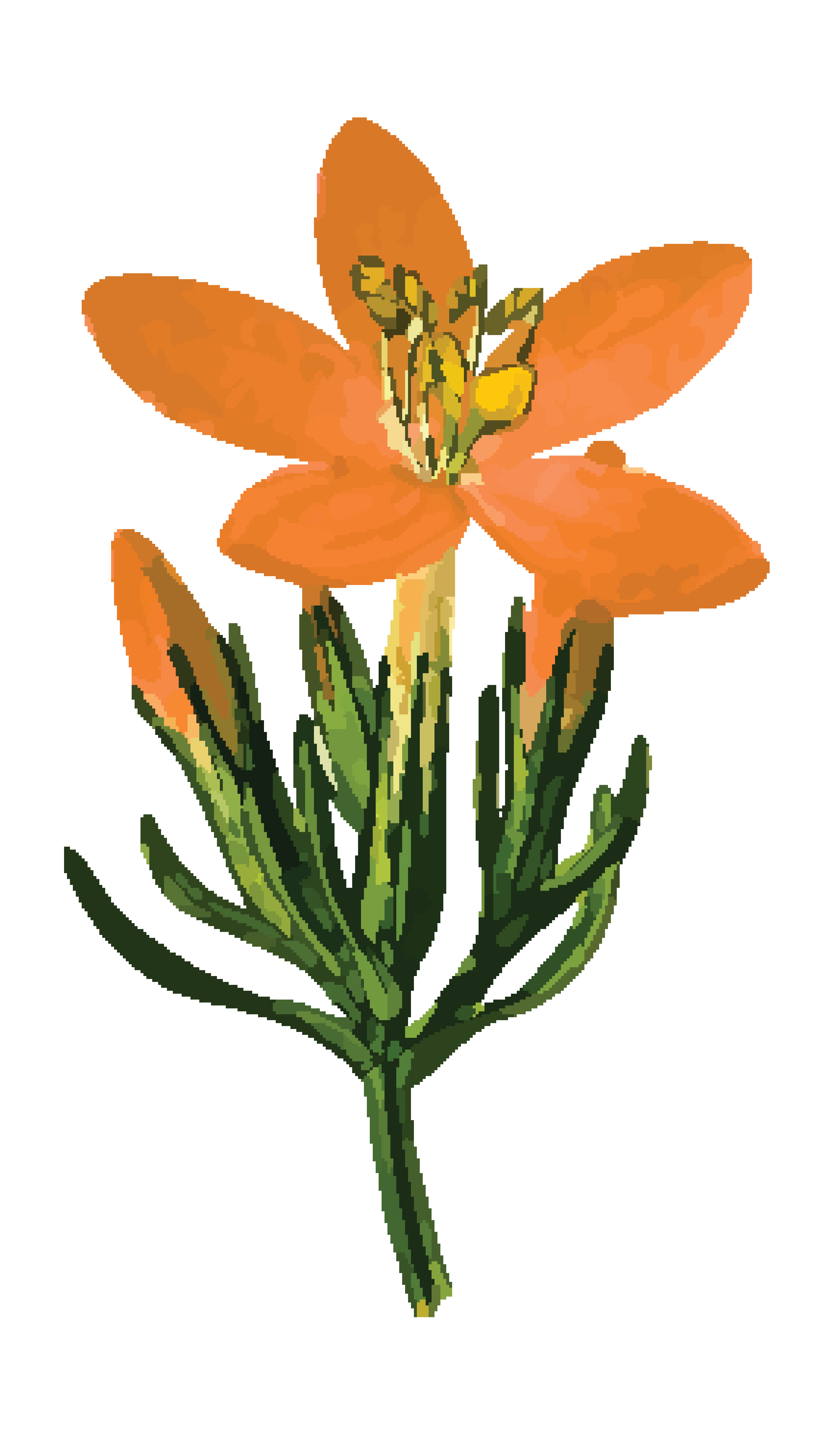 4000x6853 Free Clipart Of A Gentian Plant