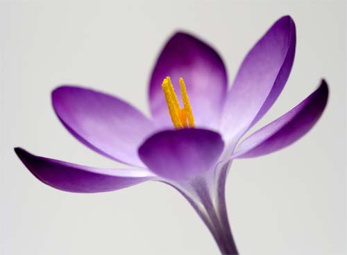 500x368 Open Crocus Flower Clip Art Free Vector In Open Office Drawing Svg