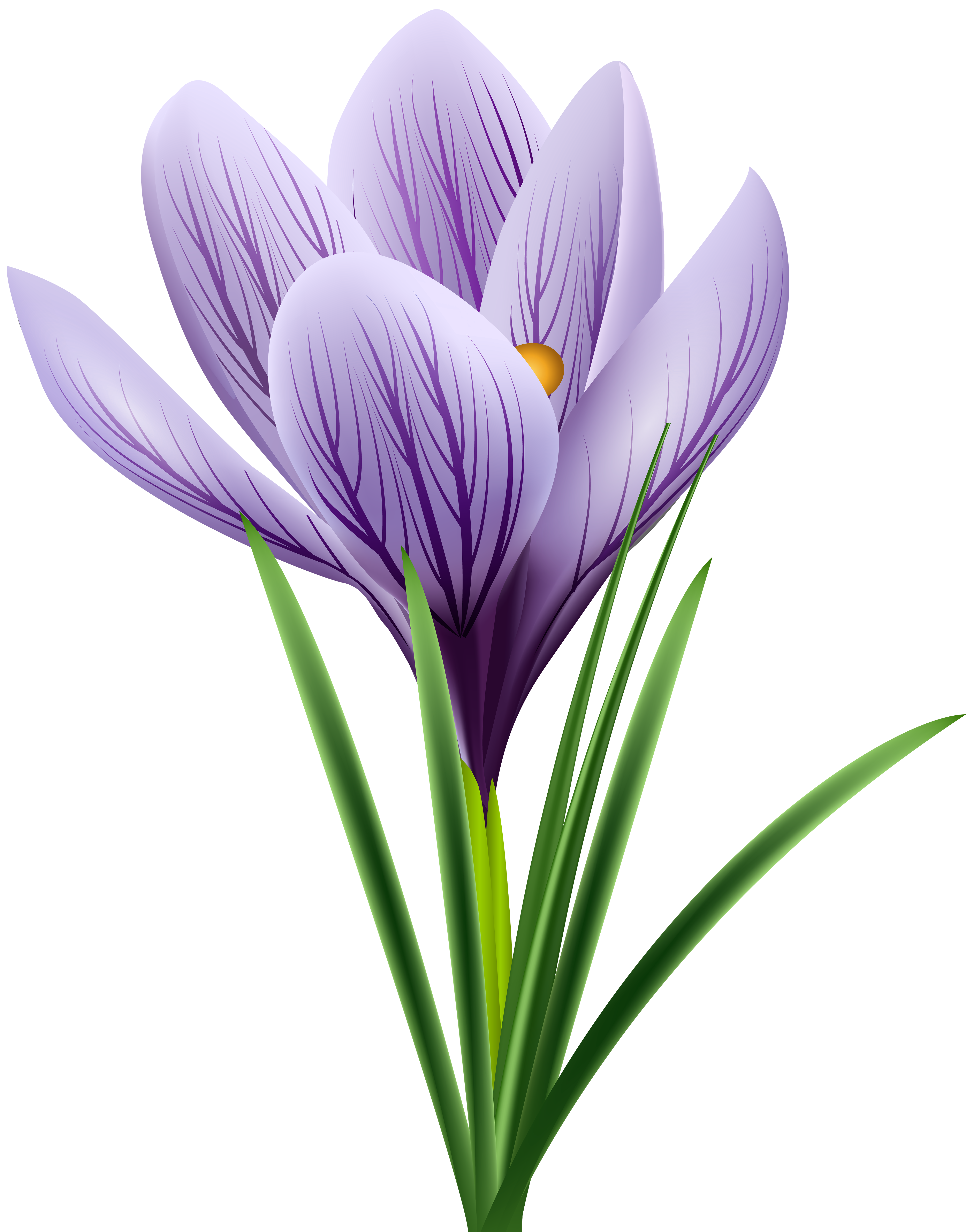 4737x6000 Purple Crocus Transparent Png Clip Art Imageu200b Gallery