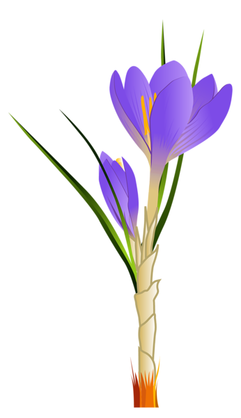 346x600 Spring Crocus Png Clipart Picture