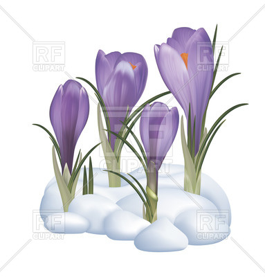 383x400 Spring Purple Crocuses Flowers On A Snow Royalty Free Vector Clip