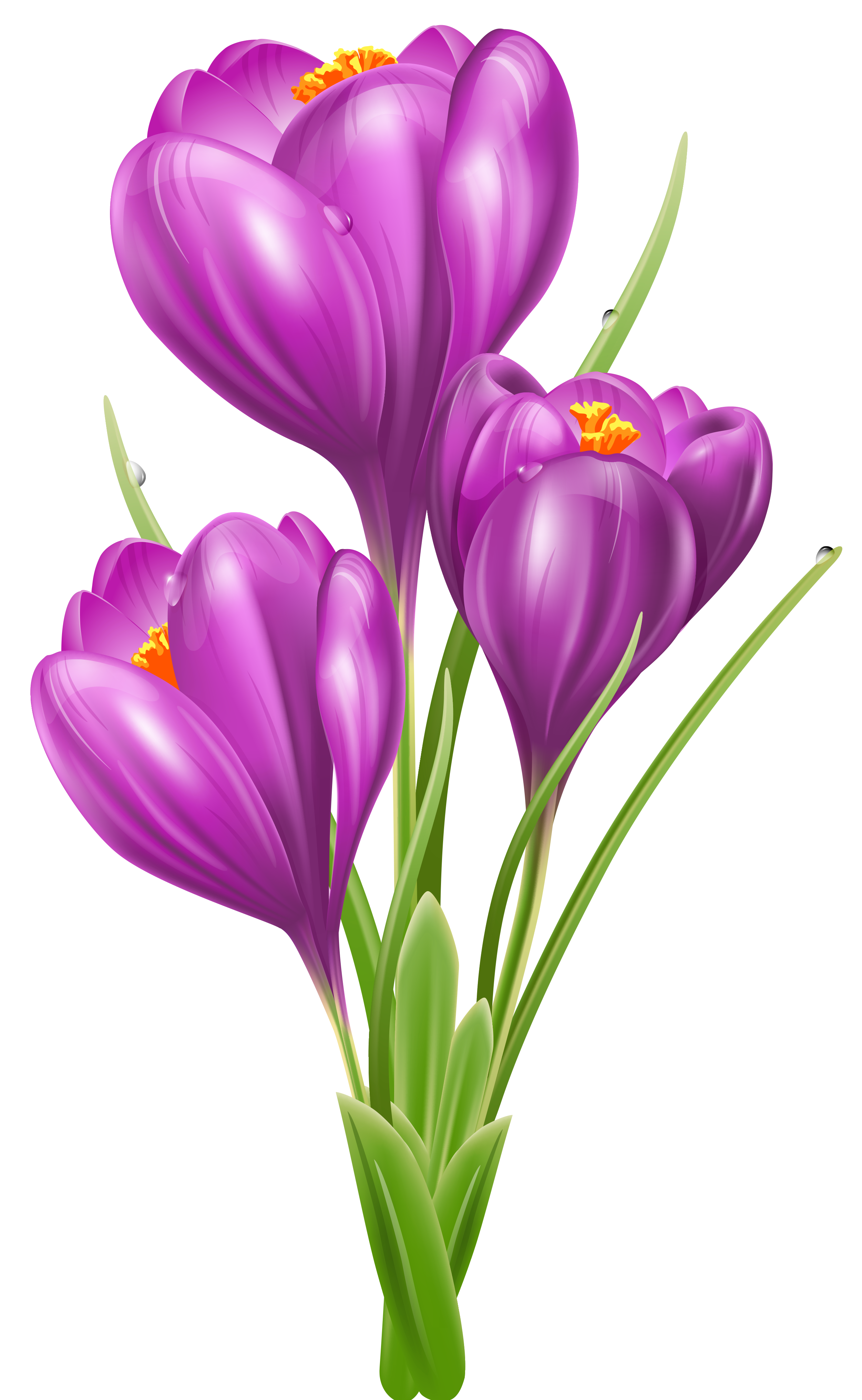 2502x4064 Transparent Crocus Png Clipart Picture Clip Art Flowers
