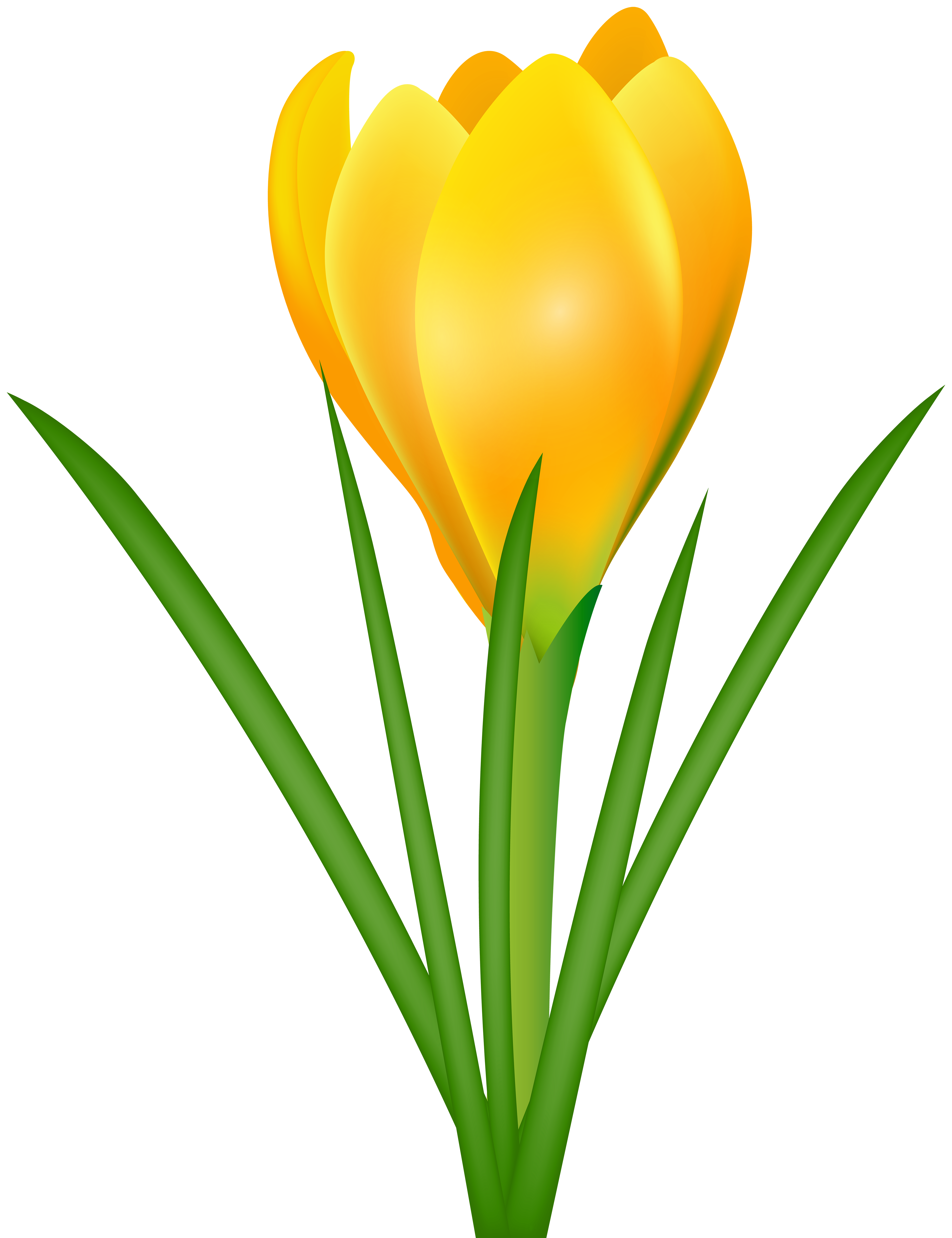 4615x6000 Yellow Crocus Transparent Png Clip Art Imageu200b Gallery