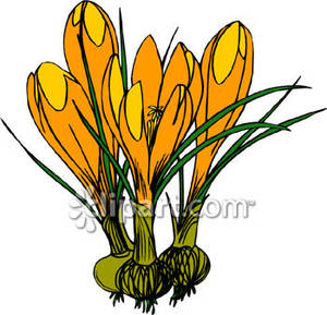 300x289 Crocus Bulbs