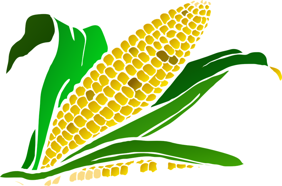 960x633 Corn Clipart Harvesting Crop