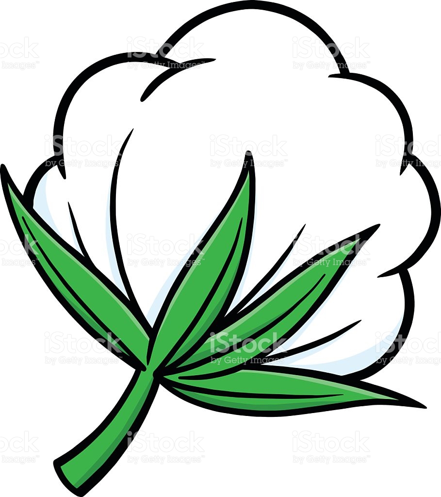 909x1024 Cotton Plant Clipart
