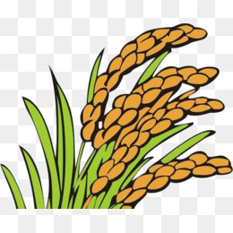 260x260 Crop Rices Png, Vectors, Psd, And Clipart For Free Download Pngtree