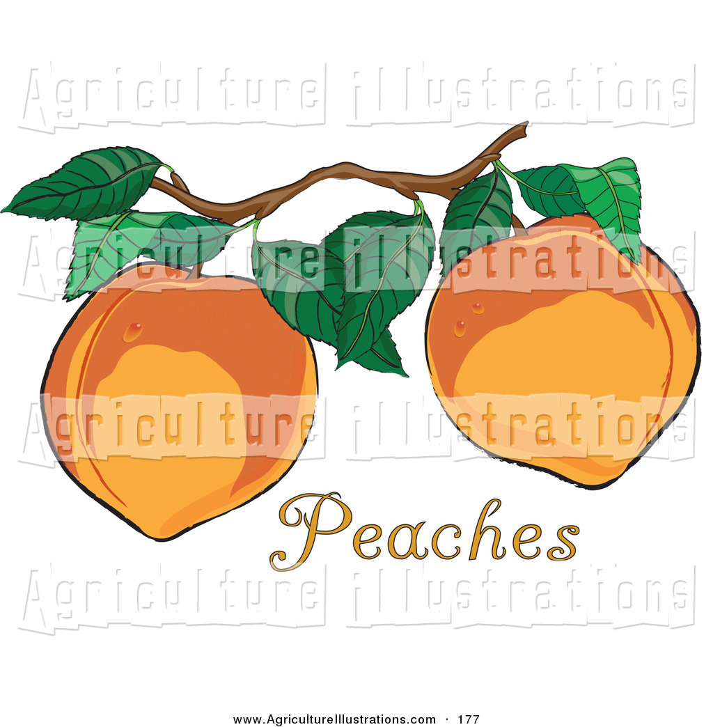 1024x1044 Delicious Peaches Clipart