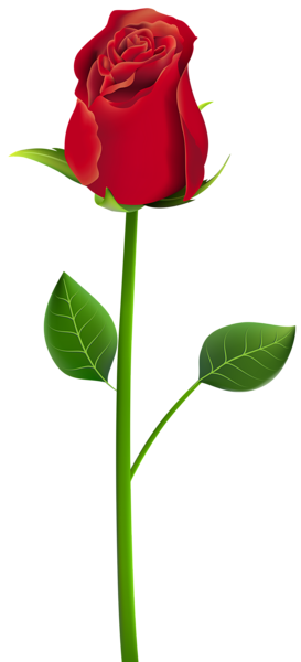 273x600 Rose Png Clip Art Transparent Image Clip