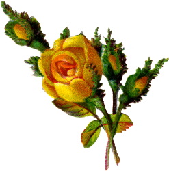 247x250 Yellow Rose Bud Clip Art