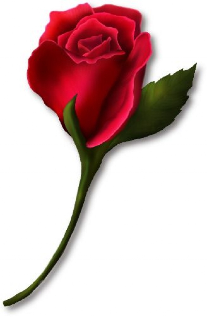 670x1024 Bud Clipart Pink Rose