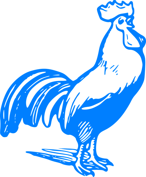 596x720 Crow Clipart Chicken