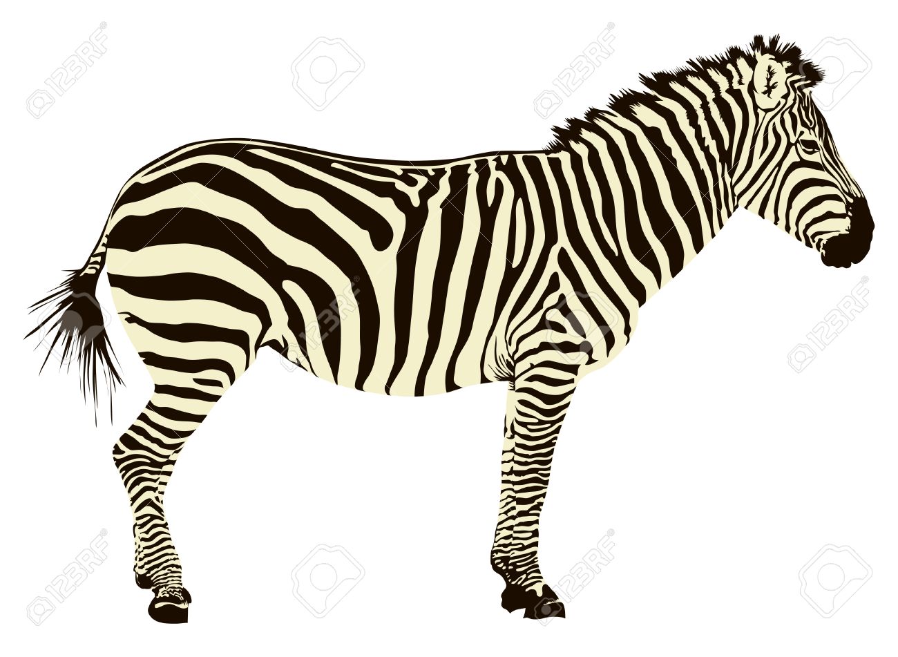 1300x951 Zebra Color Clipart
