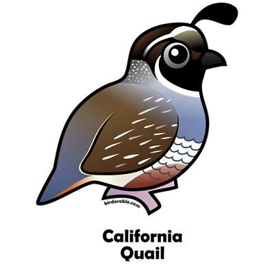 400x400 Clipart And Quail