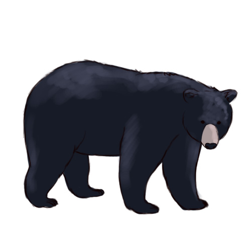 500x500 Bear Clip Art Free Clipart Collection