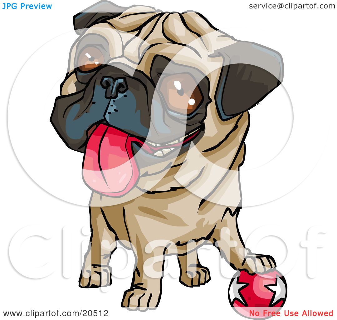 1080x1024 Clipart Illustration Of A Cute Brown Eyed Pug Dog Hanging His