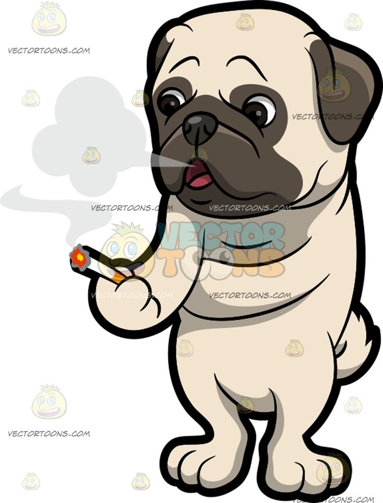 780x1024 A Pug Smoking A Cigarette