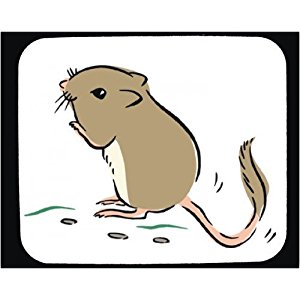 300x300 Mouse Clipart Kangaroo Rat