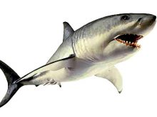 220x165 Shark Images Clipart Shark Clipart Clipart Panda Free Clipart