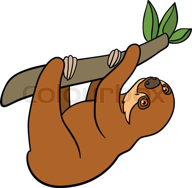 800x784 Cartoon Animals. Little Cute Baby Sloth Hangs On The Tree Branch