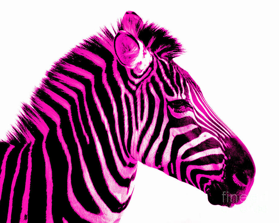 900x720 Colorful Zebra Cliparts