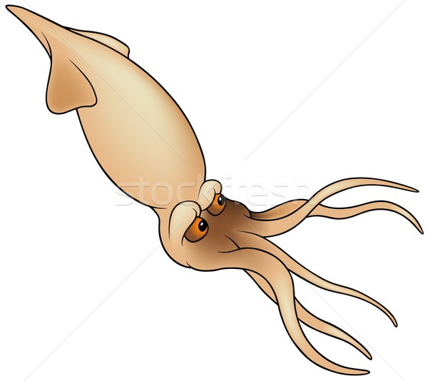 600x534 Cuttlefish Vector Illustration Roman Dekan (Derocz) ( 3212779