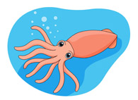 195x142 Search Results For Squid Mollusk